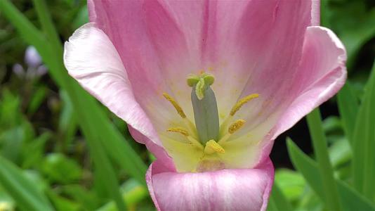 Tulipa早期荣耀triumphtullip花朵视频的预览图