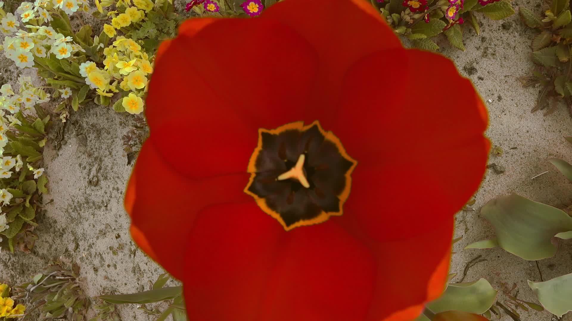 大红色郁金香的顶部视图没有焦点视频的预览图