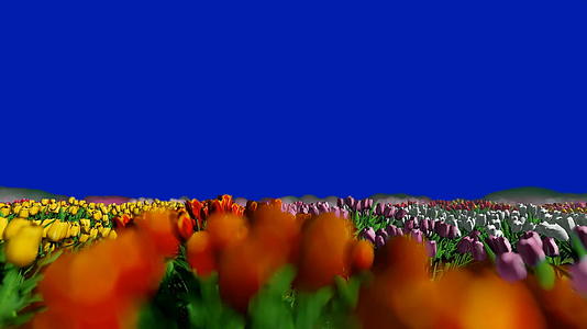郁金色香风吹铬键蓝色屏幕视频的预览图
