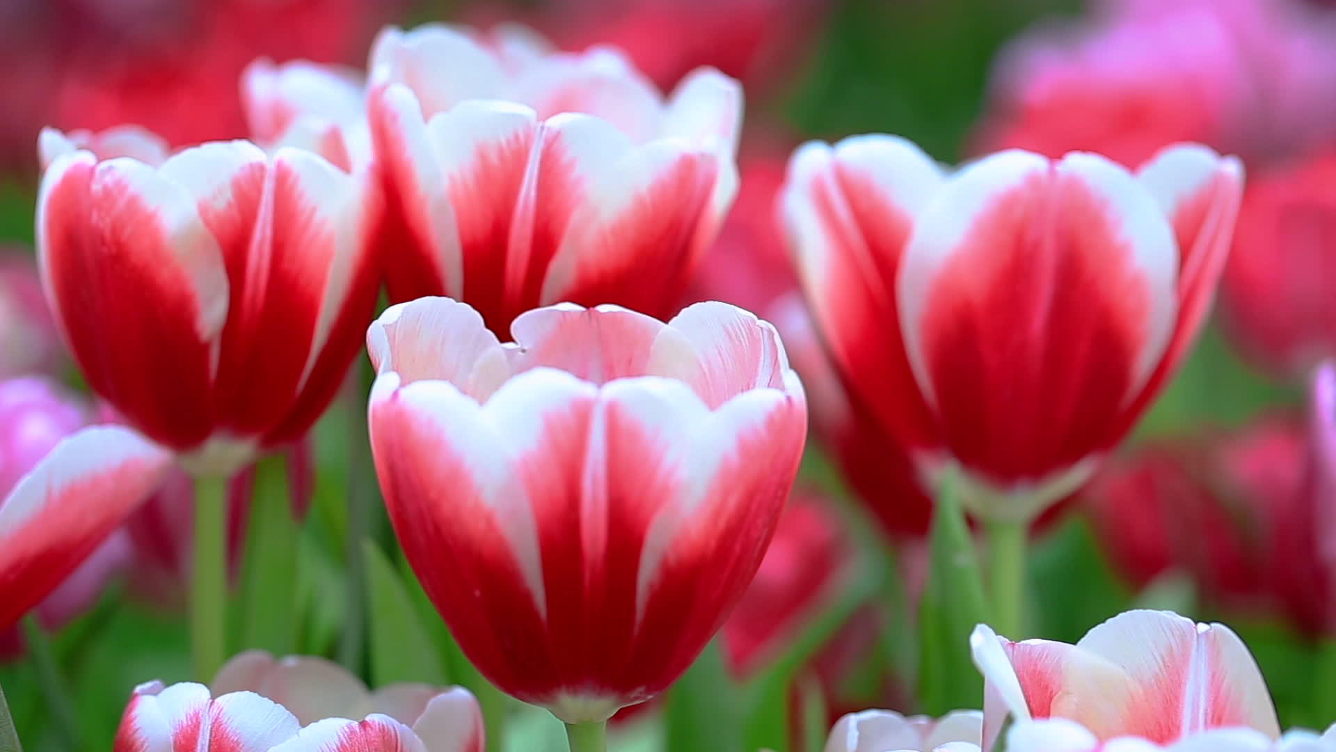 花园里有五颜六色的郁金香红和白色的郁金香视频的预览图