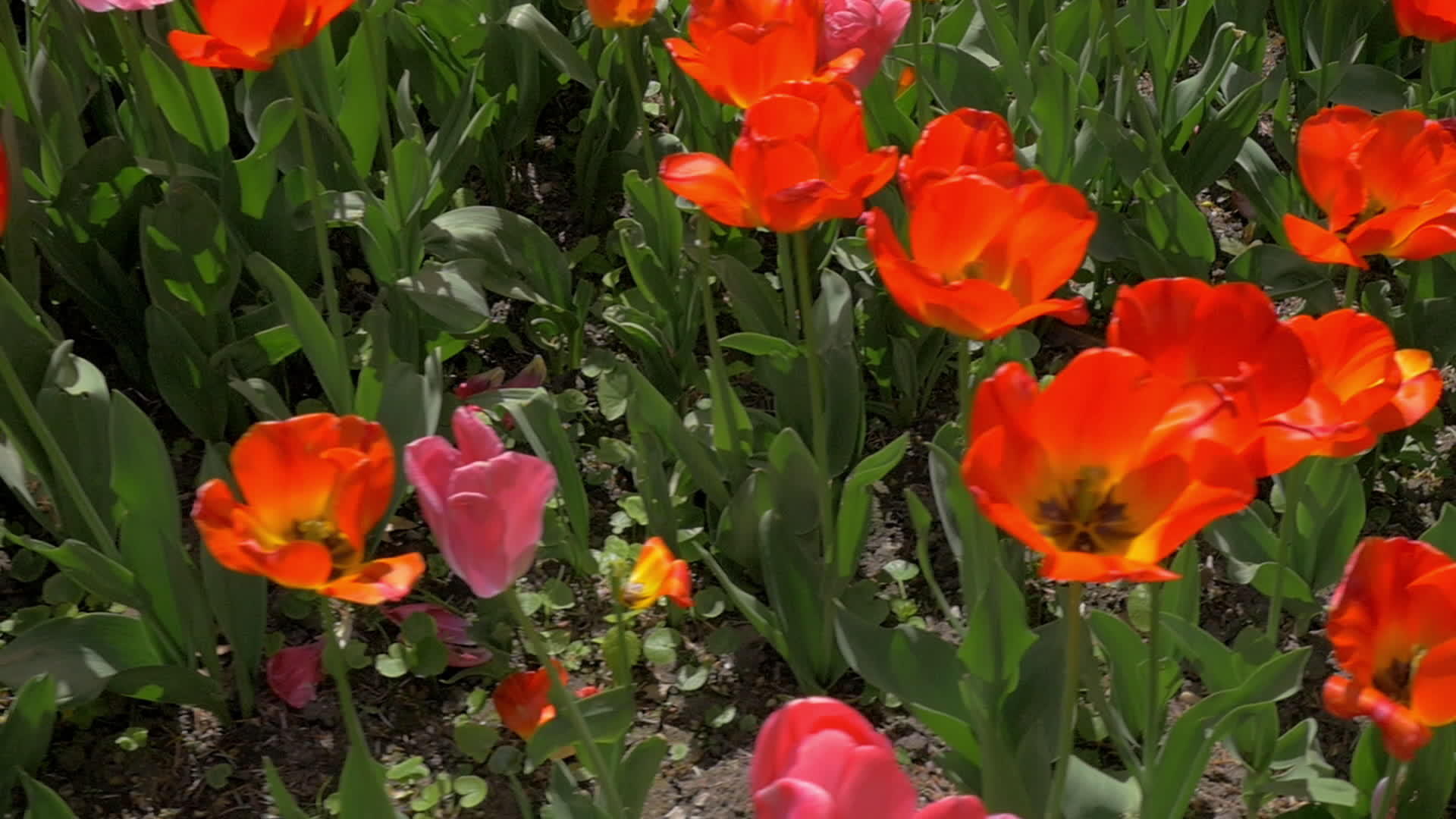 种植红色郁金香视频的预览图