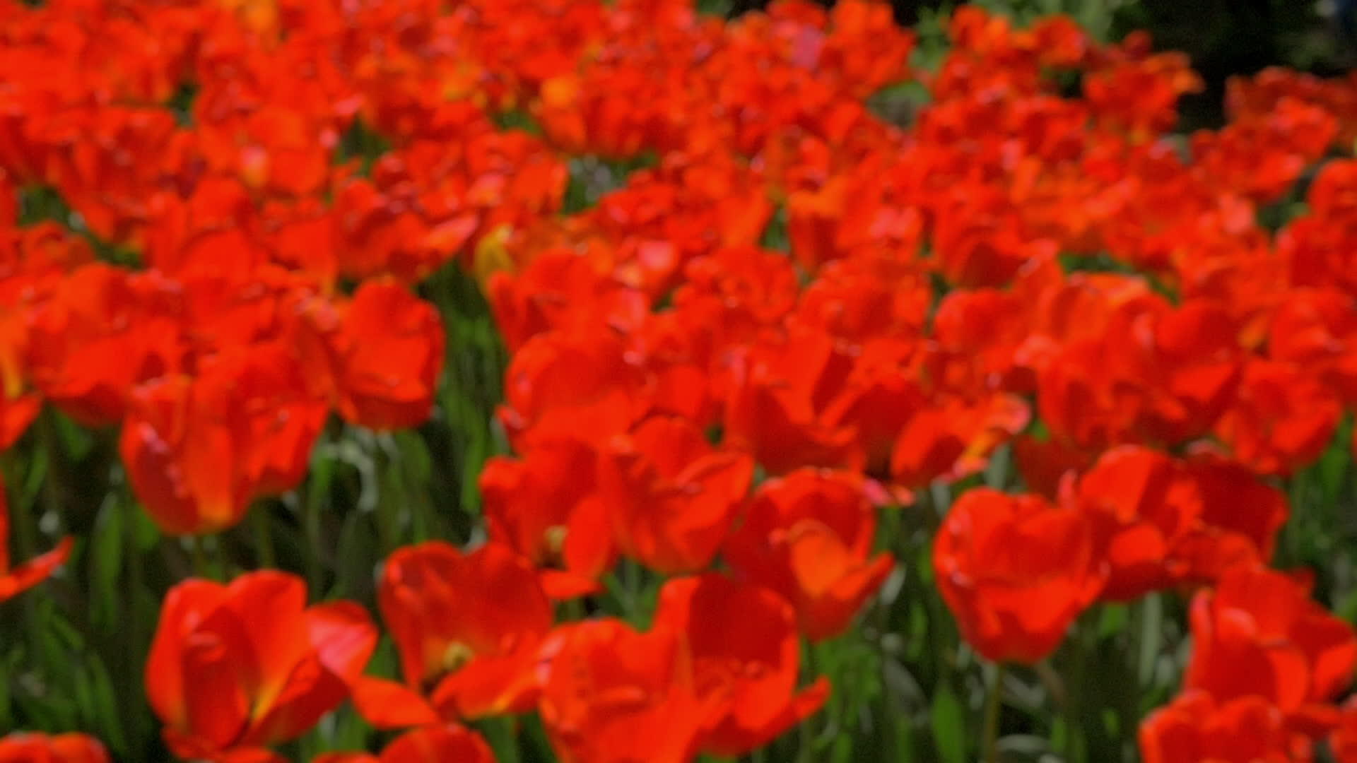 美丽的红色郁金香视频的预览图