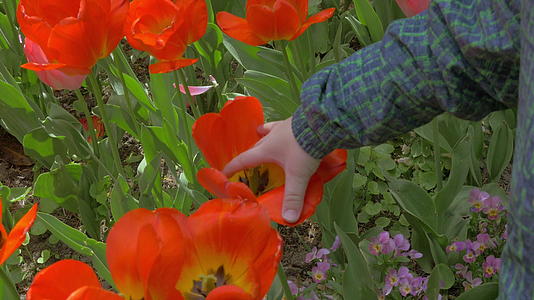 小男孩在田野里触摸红色郁金香的视野视频的预览图
