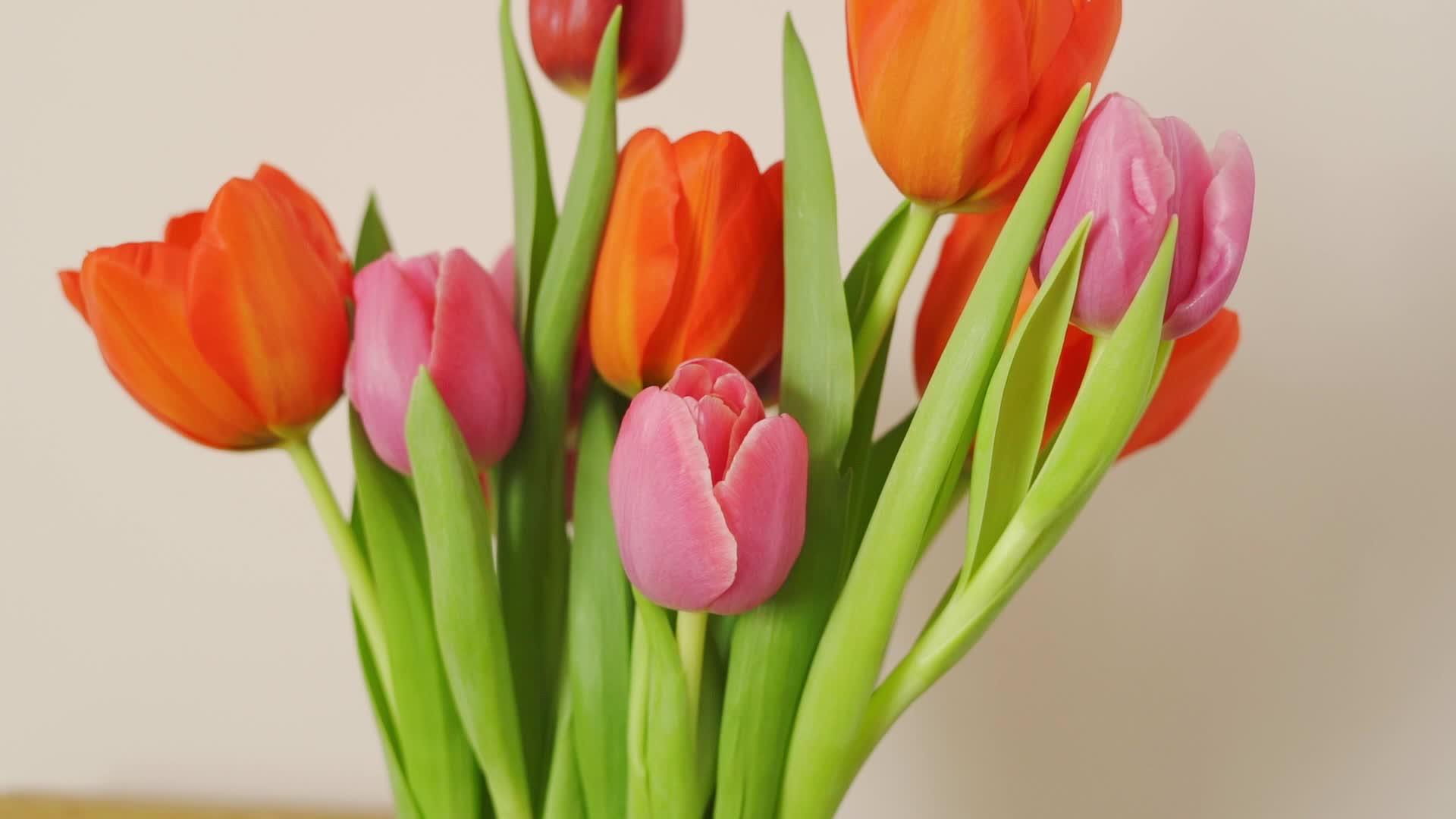 鲜红的鲜红色和粉红色的郁金香花束视频的预览图