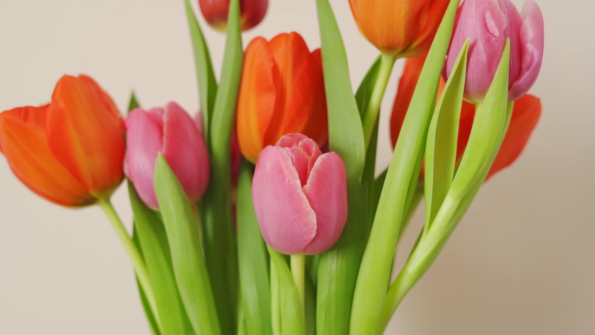 3月8日下半年红色和粉色郁金香的美丽花束视频的预览图