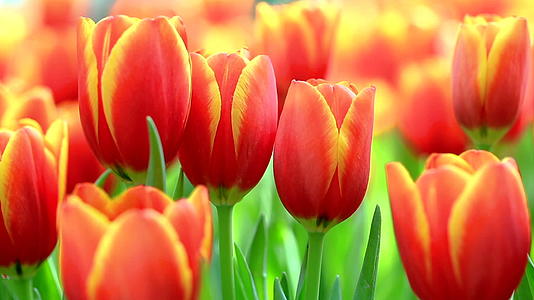 五颜六色的郁金香在花园里相互生长和开花视频的预览图