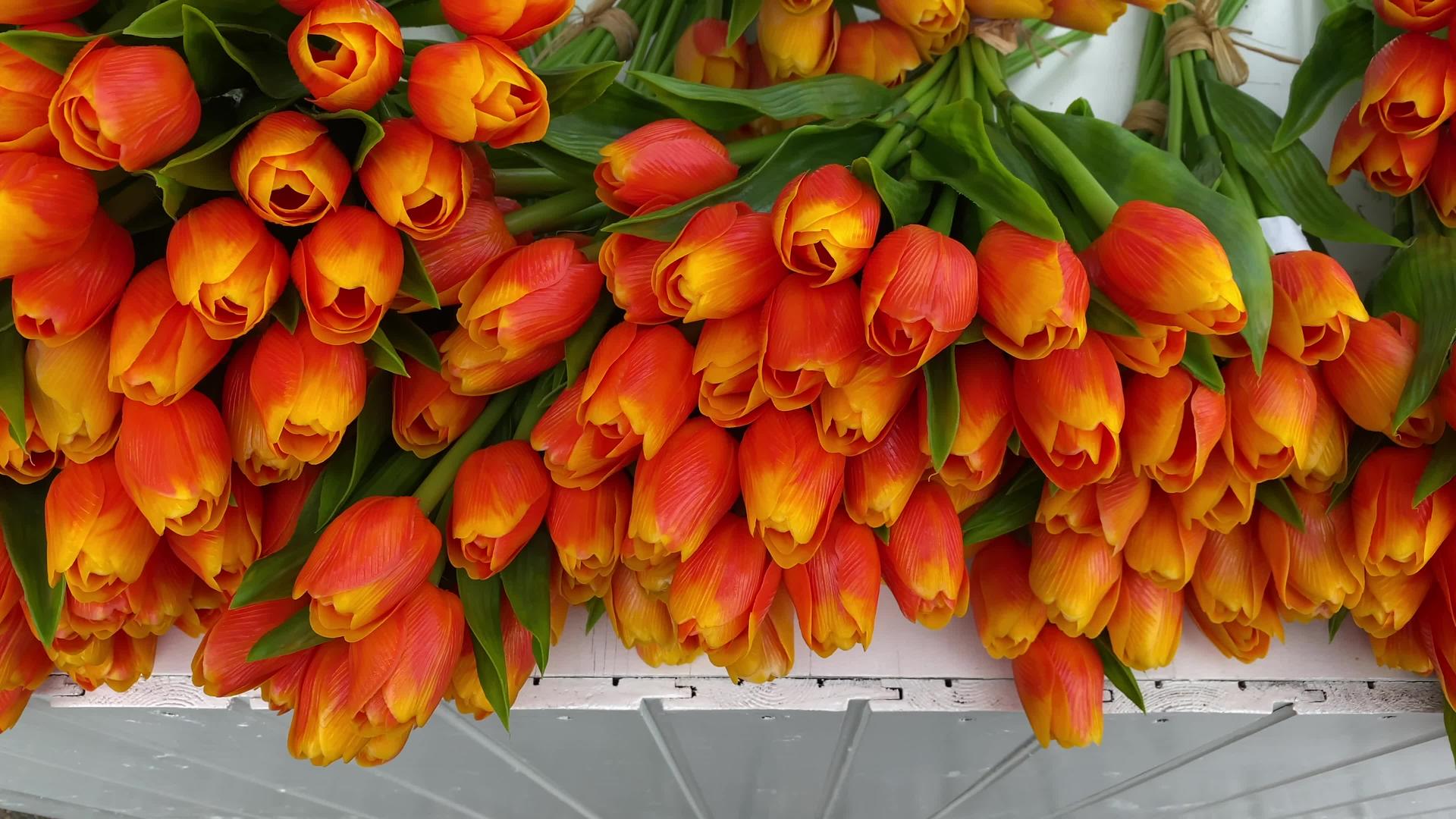 在Volendam商店里有木制的郁金香视频的预览图