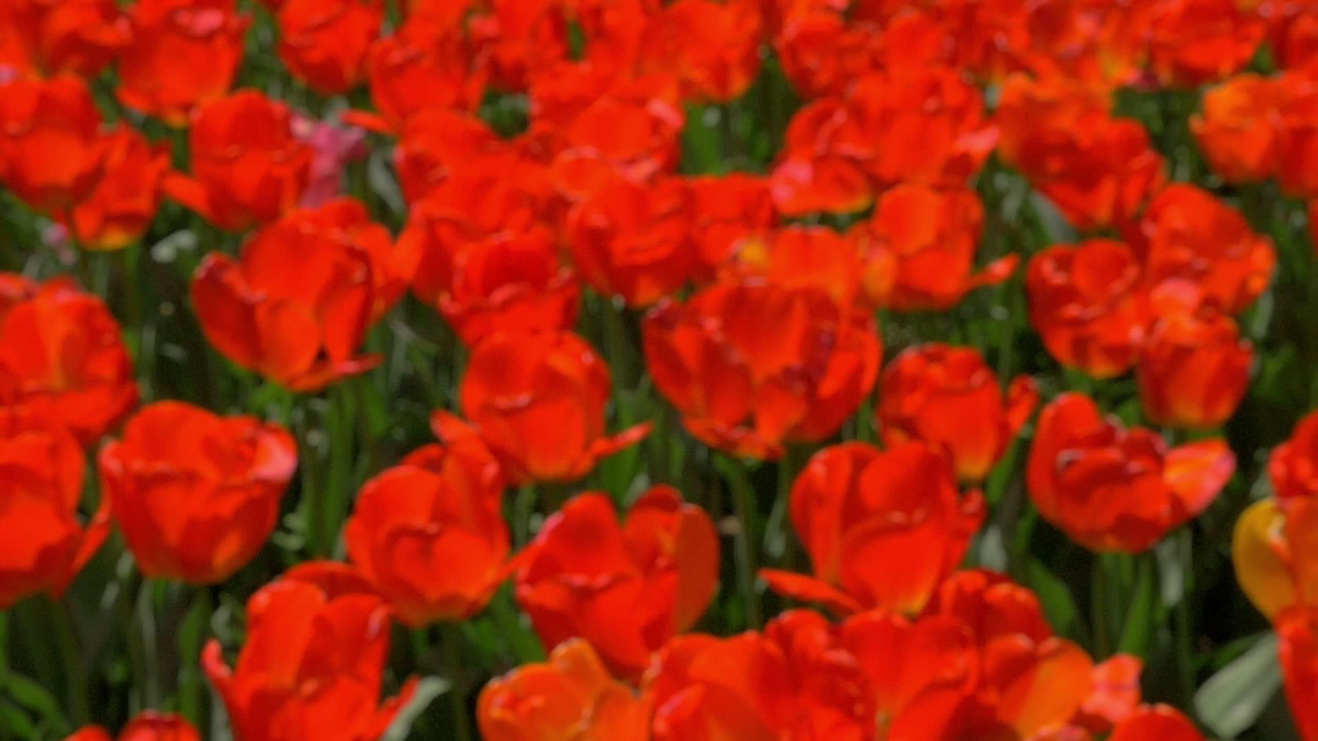 红色郁金香字段视频的预览图