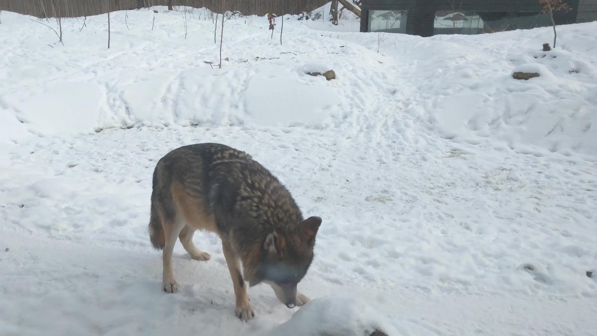 大人大狼在冬天的领土上留下了印记视频的预览图