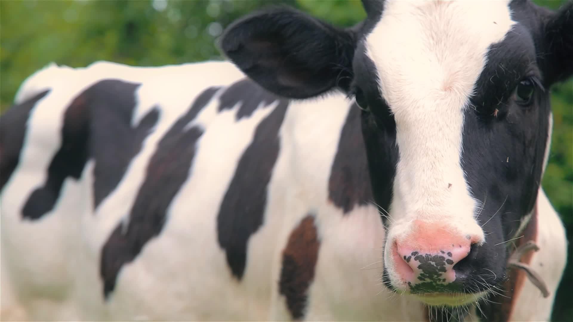 小牛在村里的草地上放牧视频的预览图