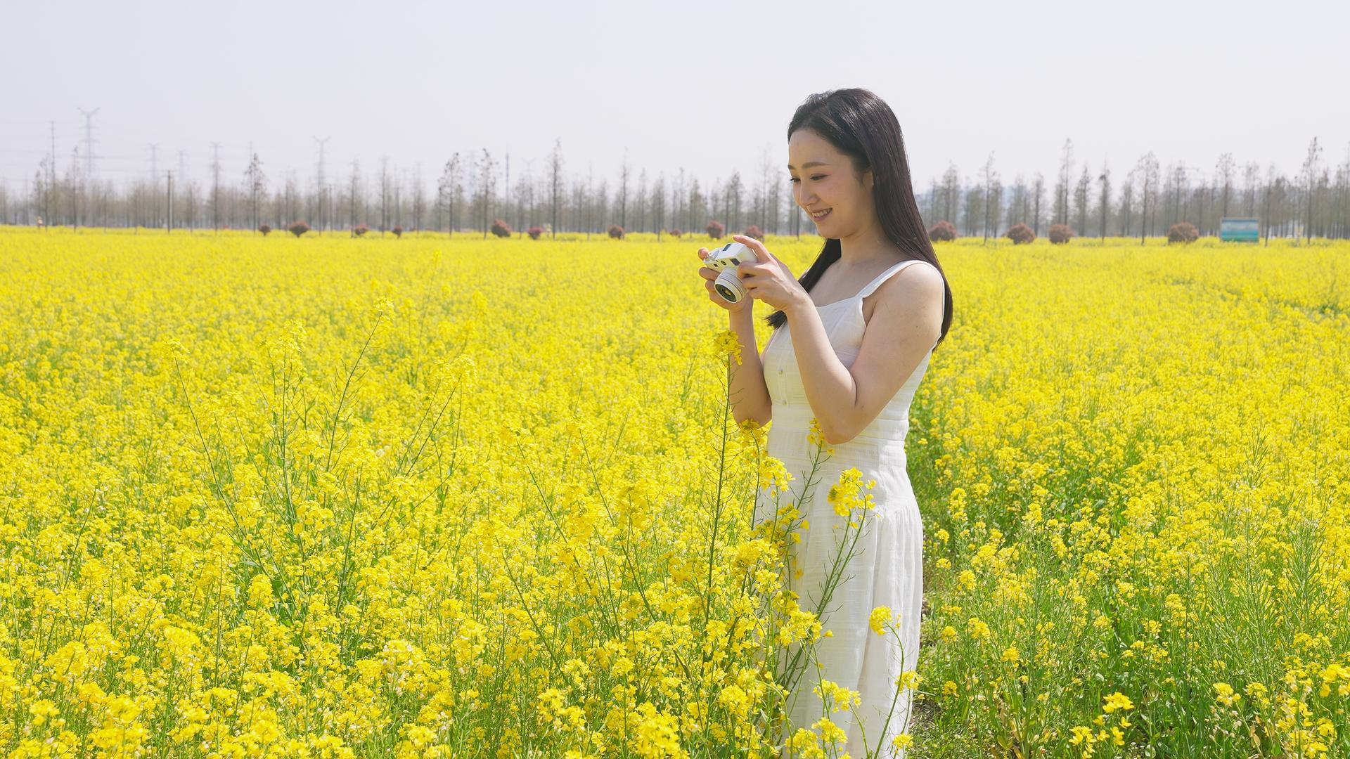 长裙女子在油菜花田里拍照视频的预览图