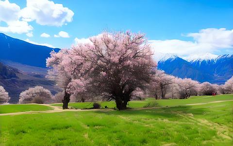 蓝天花草粉红桃花树视频的预览图
