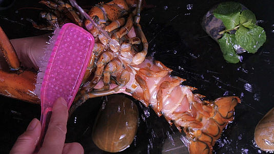 澳洲大龙虾清洗视频的预览图