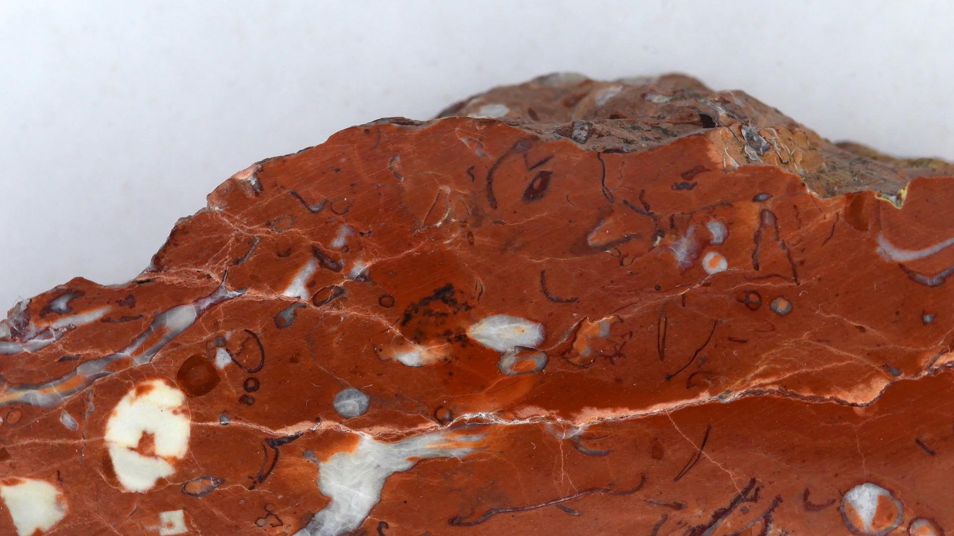 石灰石转身桌上有化石细菌视频的预览图