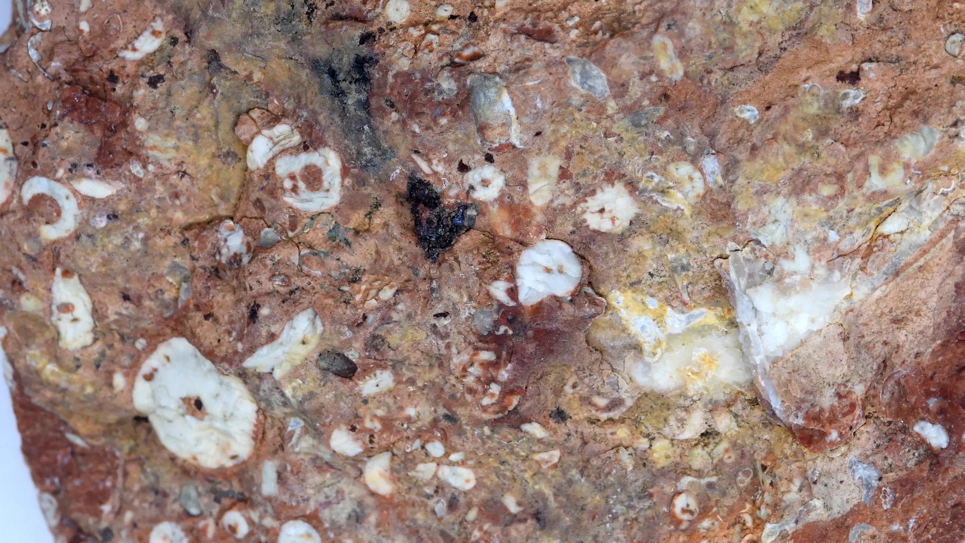 石灰石转身桌上有化石细菌视频的预览图