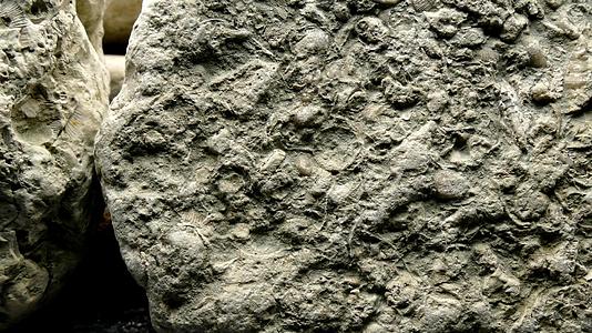 黄酸石灰石带有化石和相机驱动器视频的预览图