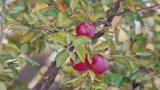 三个美味的红苹果躺在树枝旁边轻轻地挂在苹果园里视频的预览图