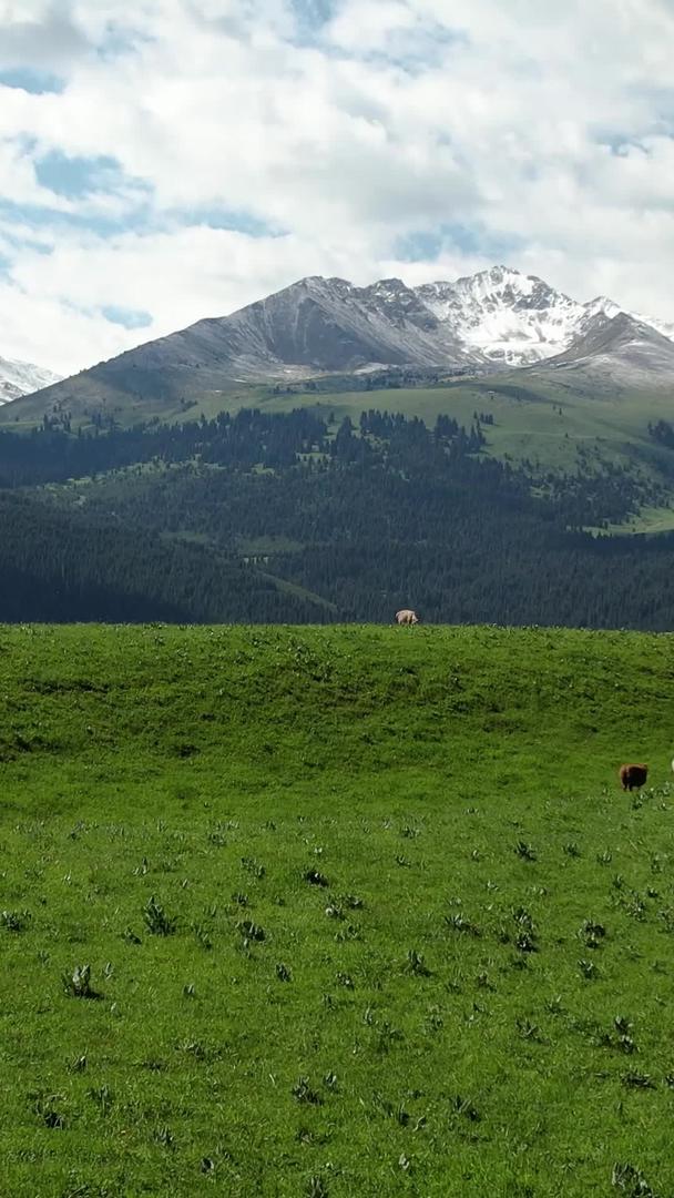伊犁琼库什台大草原上散落的放牧羊群视频视频的预览图