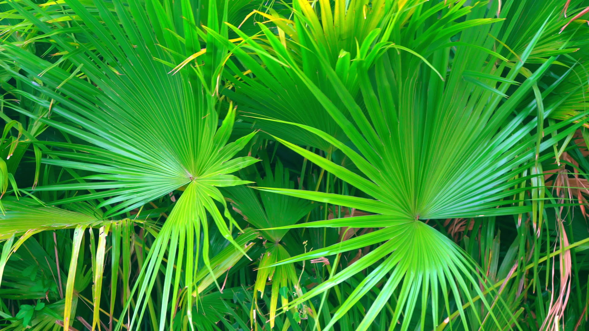 绿色热带植物美丽的热瓷华视频的预览图