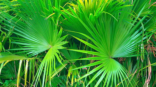 绿色热带植物美丽的热瓷华视频的预览图