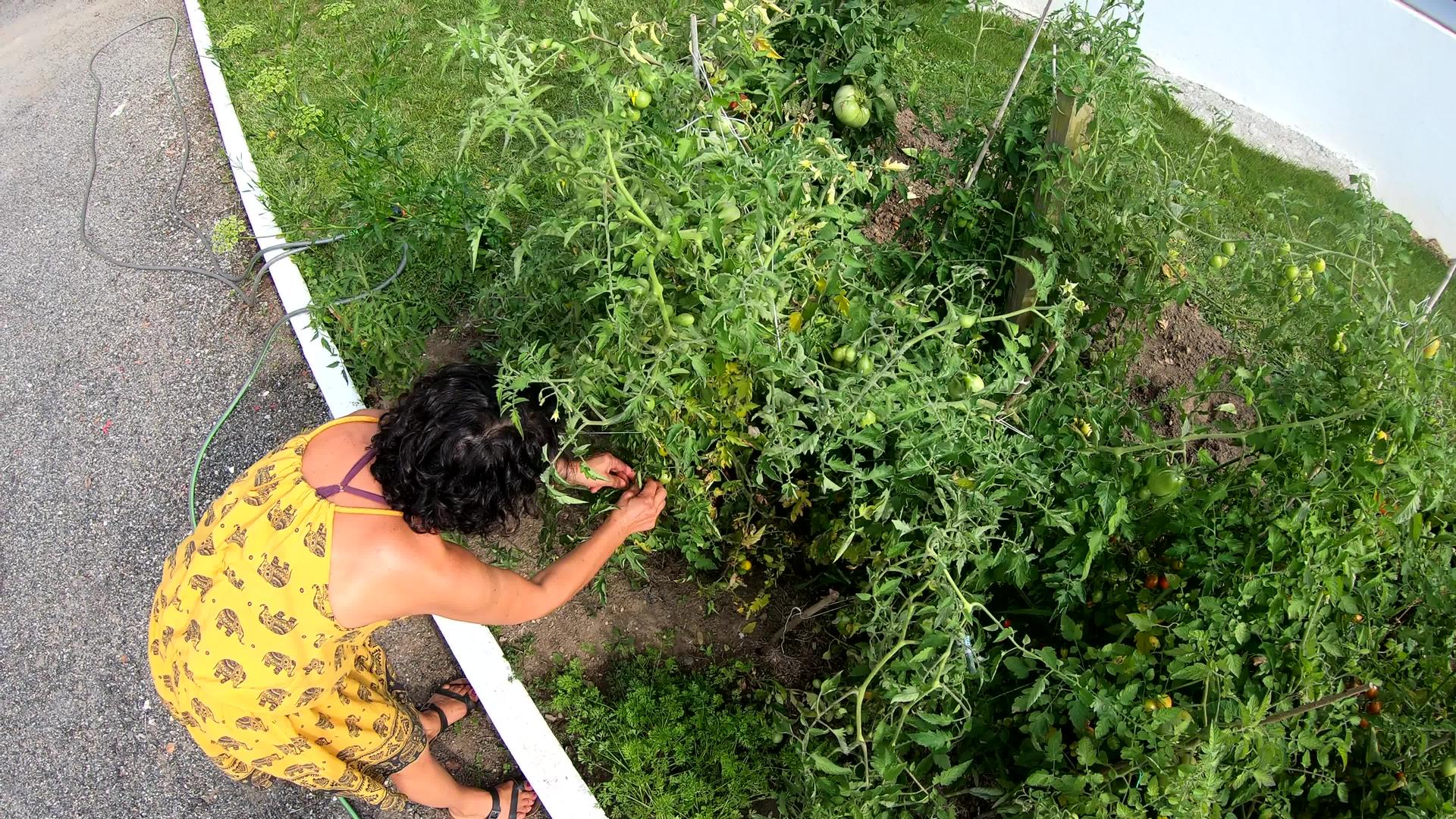 在花园里采摘西红柿的女人视频的预览图