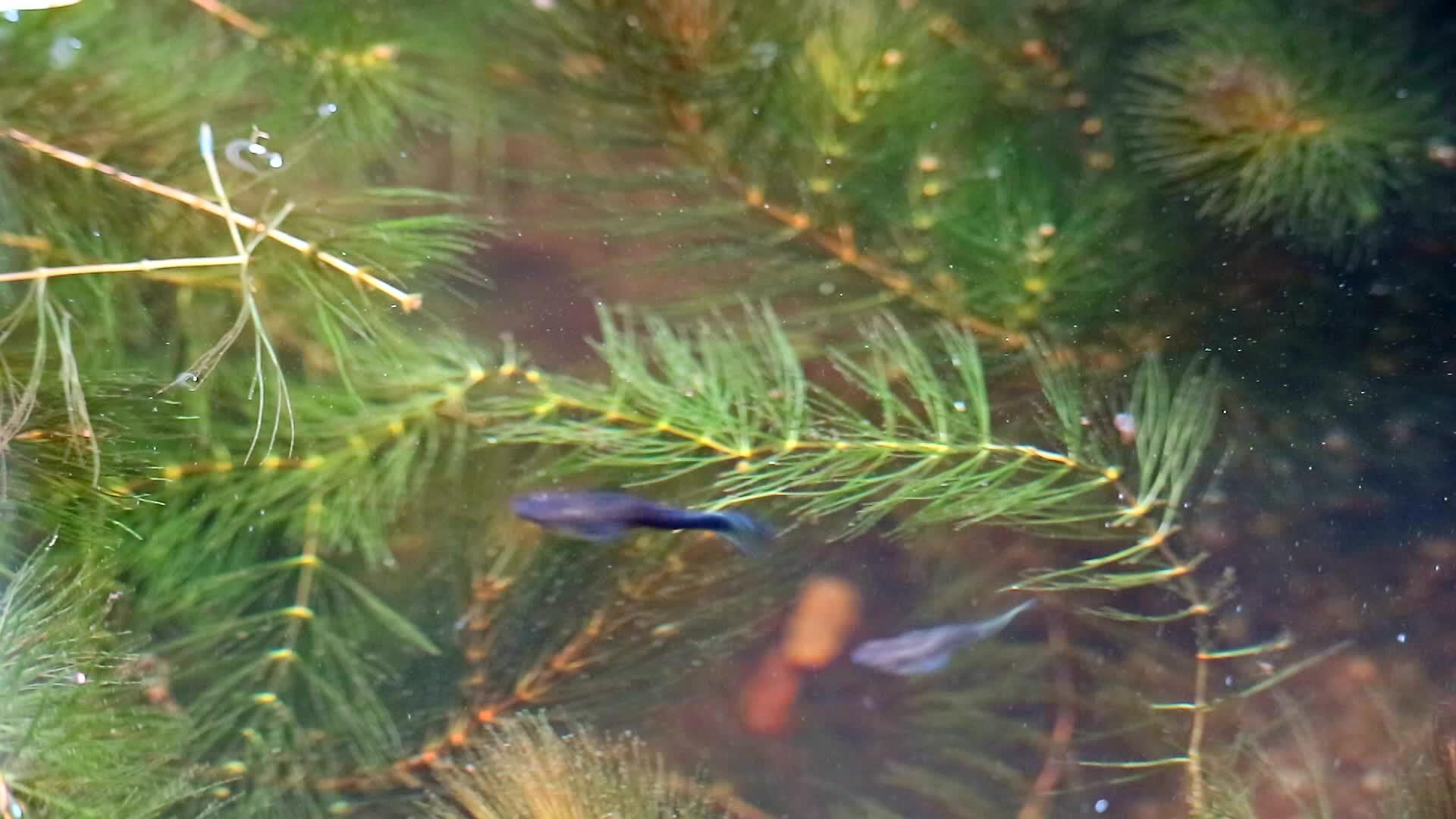 鱼在软藻中游泳和寻找食物视频的预览图