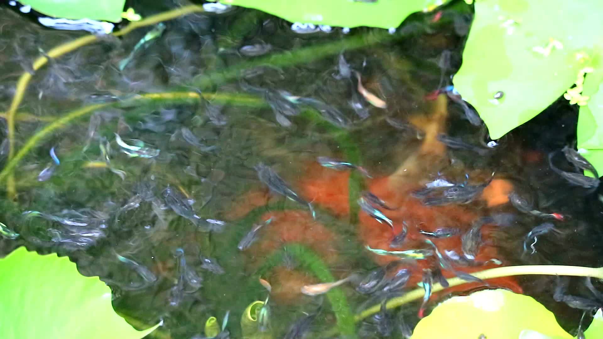 鱼在水和百合板上游泳视频的预览图