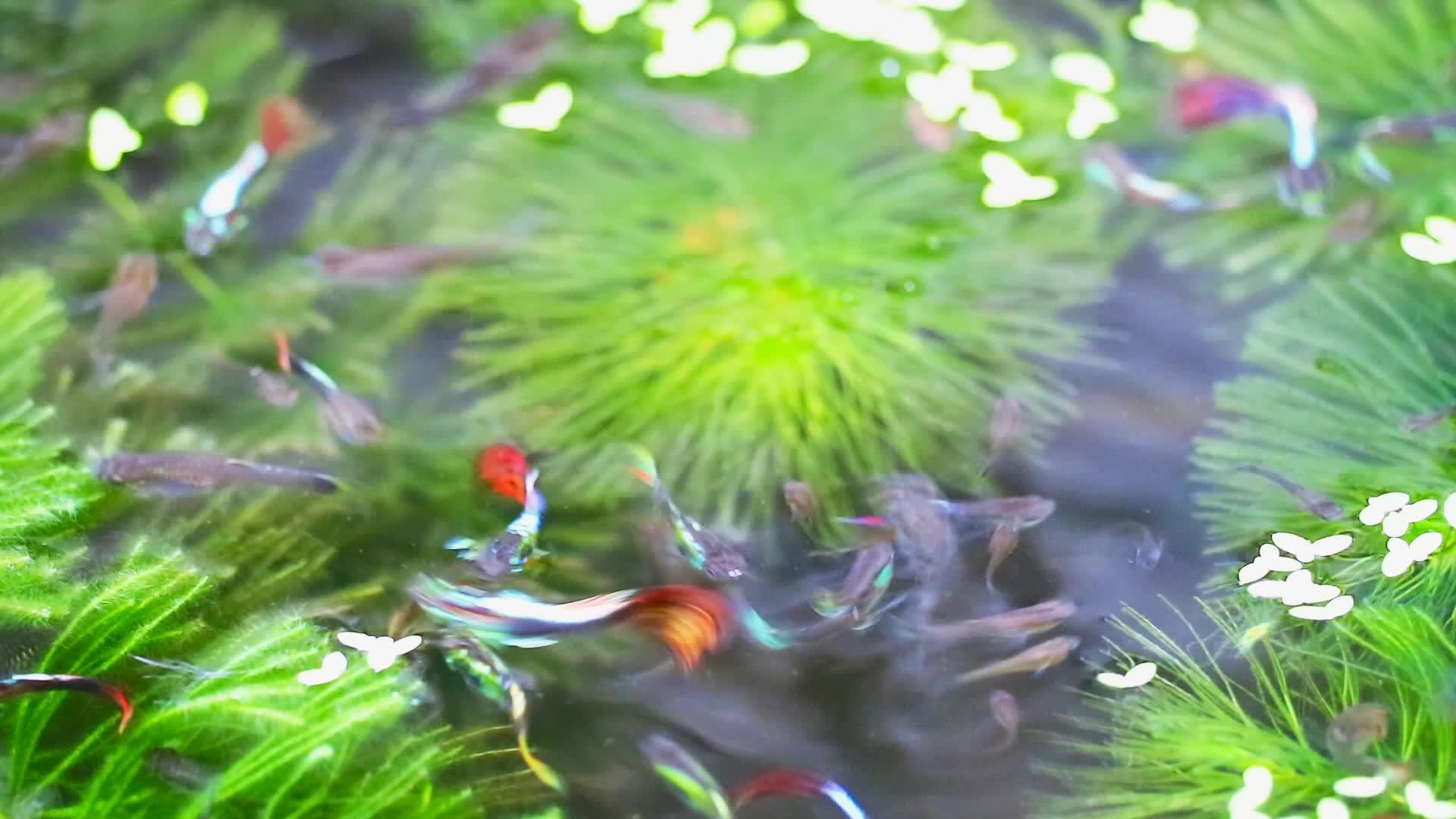 百合板和鸭草在水上游泳视频的预览图