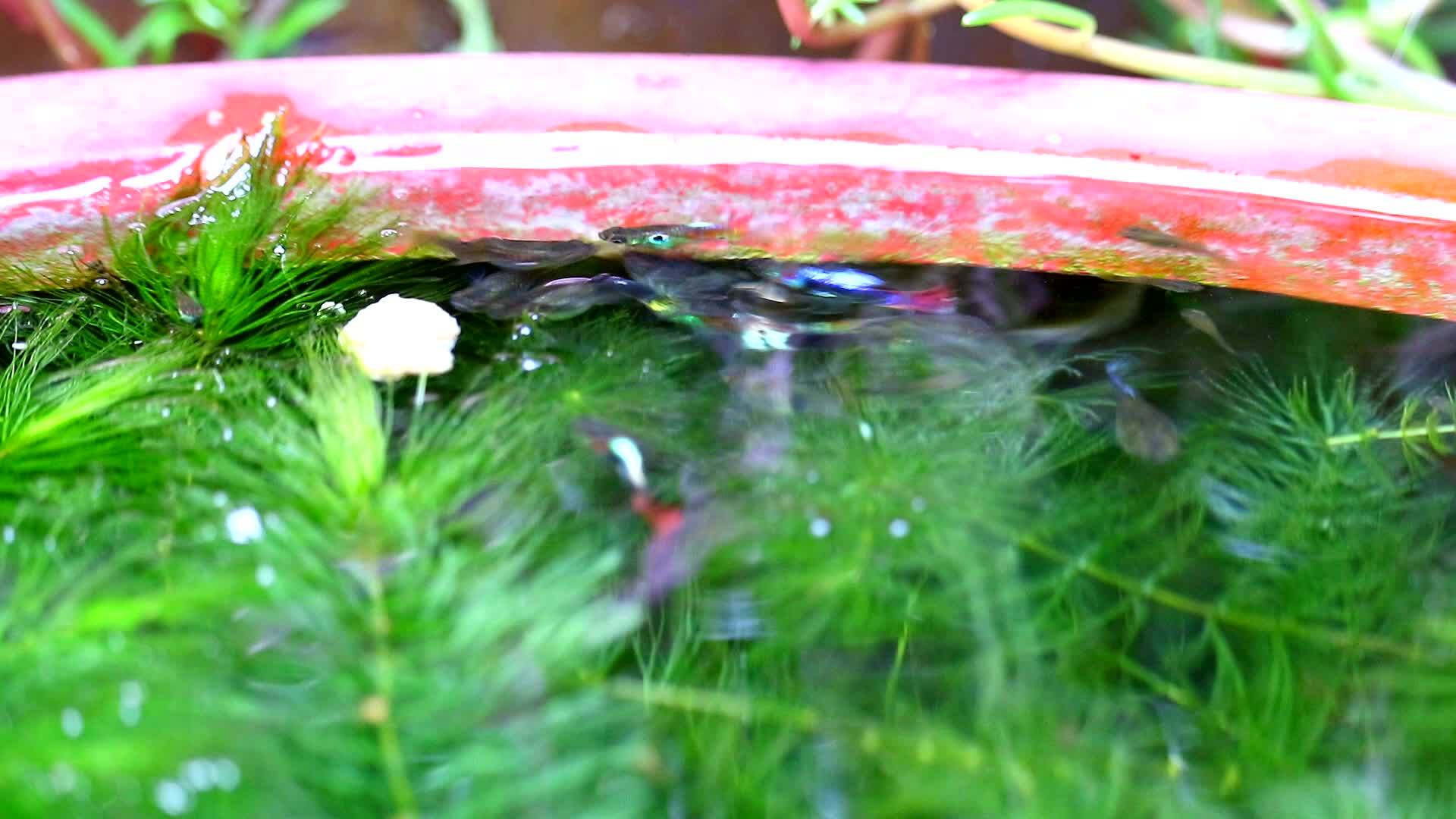 在软藻中游泳寻找食物和吃水作为食物视频的预览图