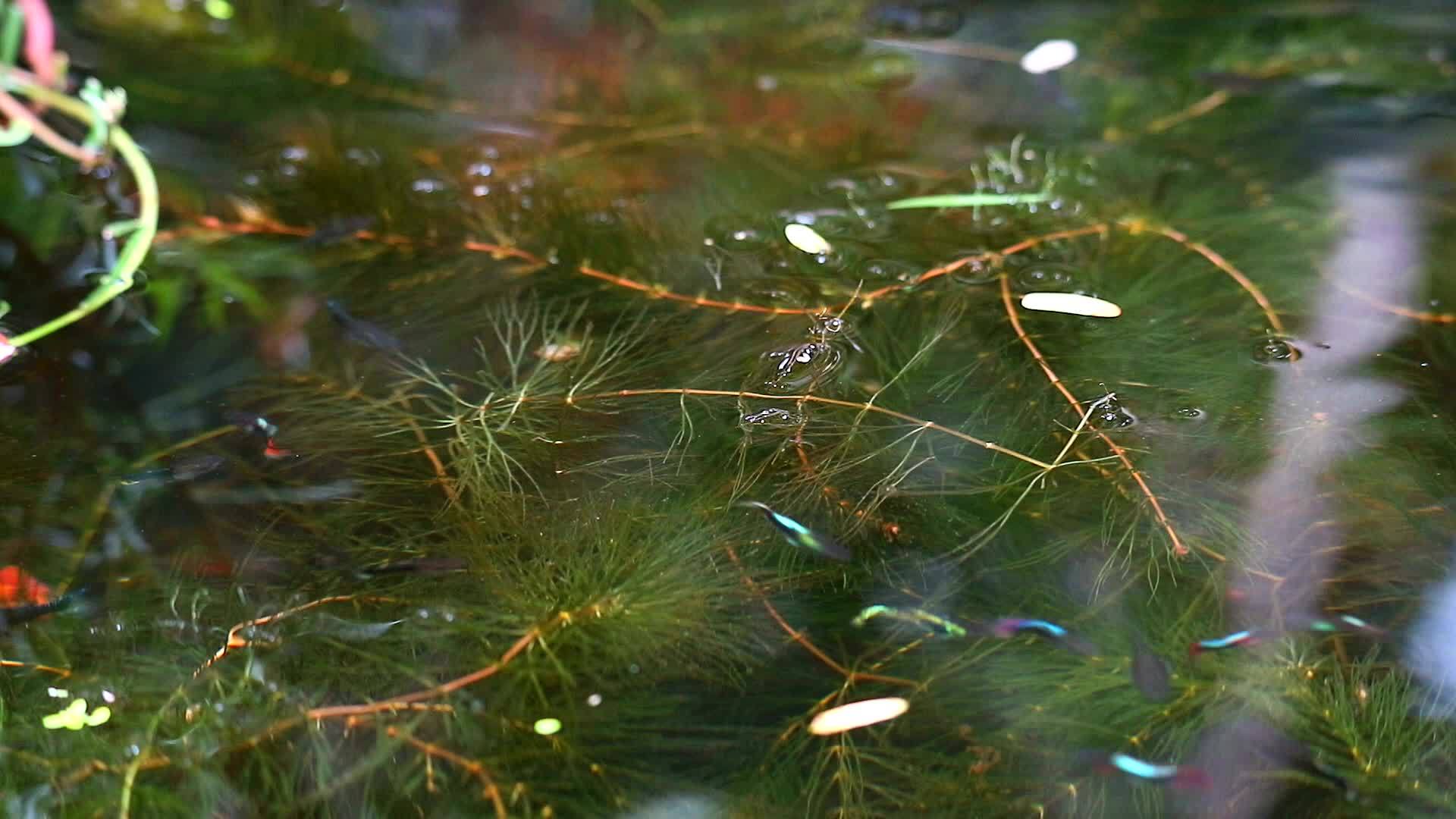 游泳和寻找软藻中的食物视频的预览图