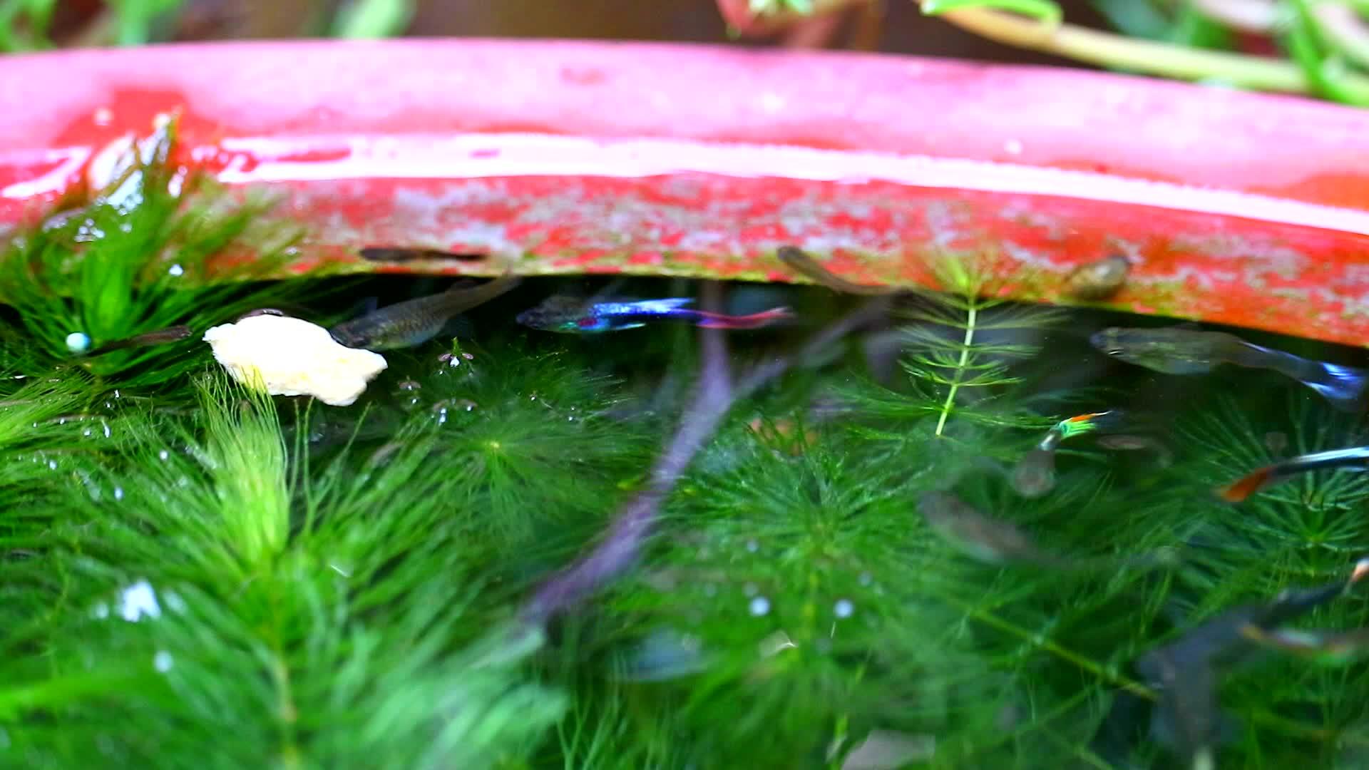 孔雀鱼游泳寻找软藻中的食物吃专注于水的食物视频的预览图
