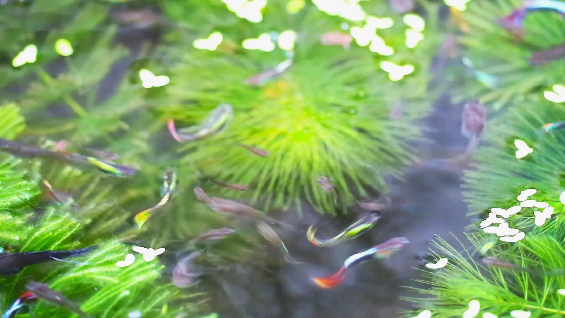 在水中游泳的鱼和在水中撒野草的鸭子视频的预览图