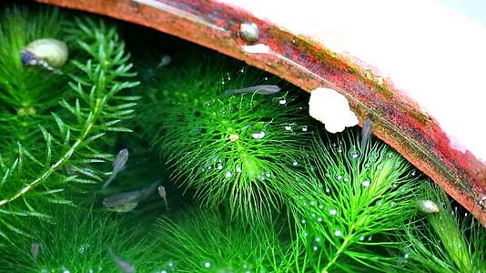 在软藻中游鱼类中寻找食物吃水食物2视频的预览图