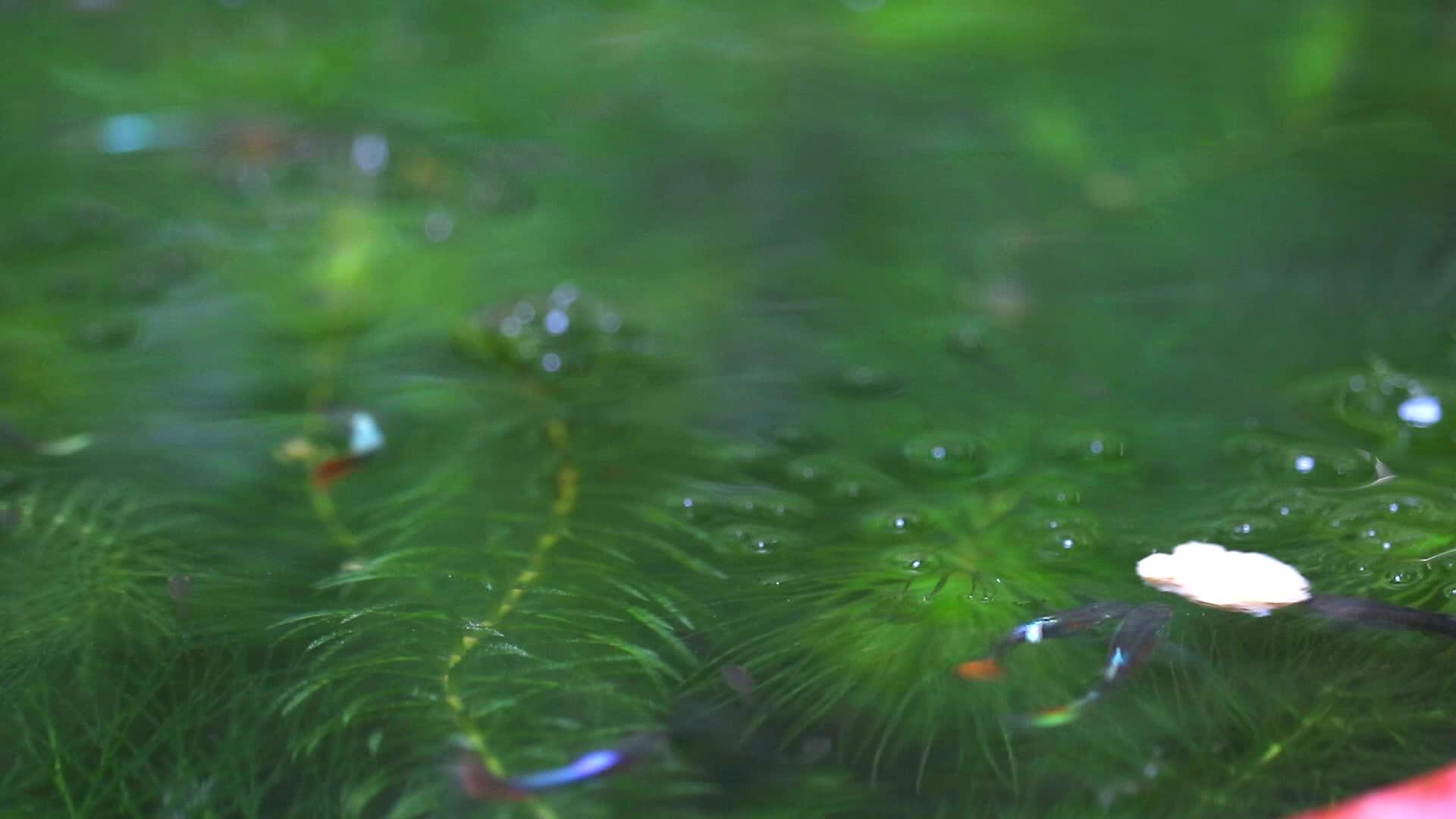 在软藻中水是食物视频的预览图
