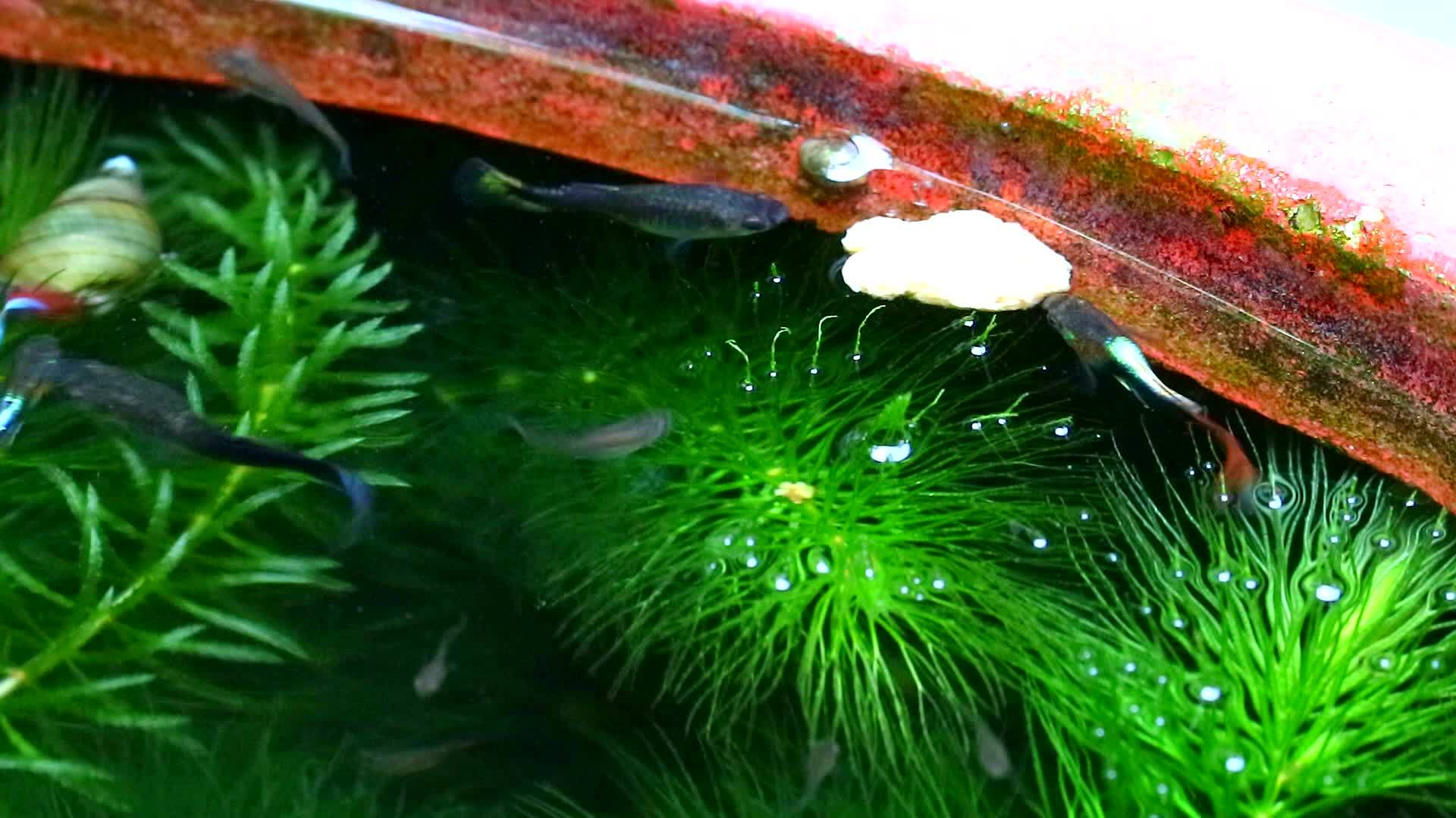 在软藻中寻找食物和食物重点是以水为食的食物视频的预览图