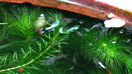 关闭孔雀鱼游泳寻找软藻中的食物吃专注于水的食物视频的预览图
