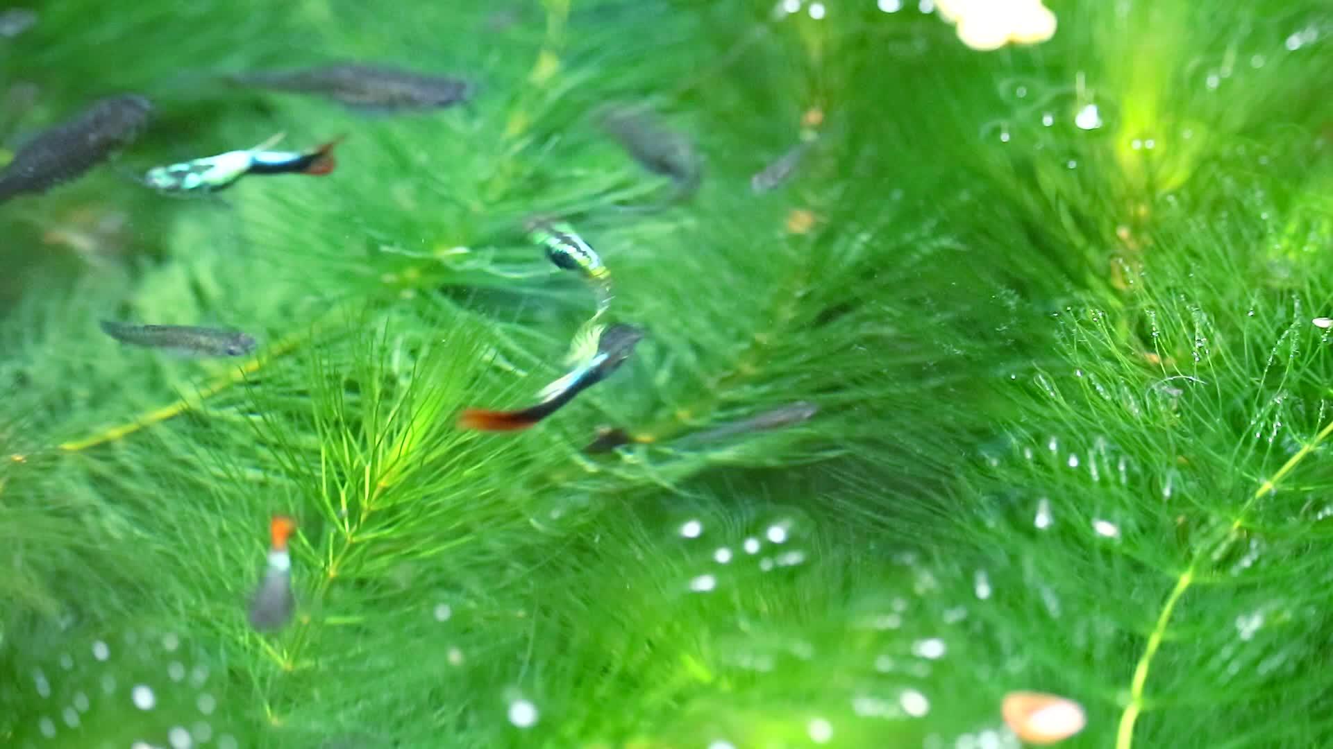 以绿色水合金为焦点的鱼在水面上1视频的预览图