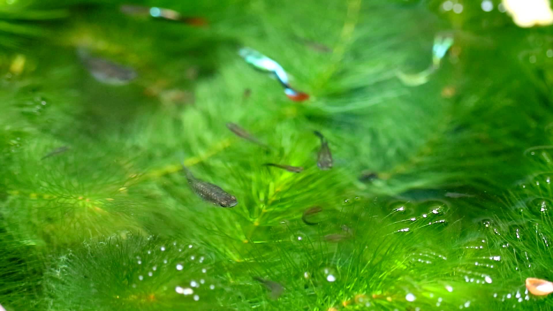 以绿色水合金为焦点的鱼在水面上视频的预览图