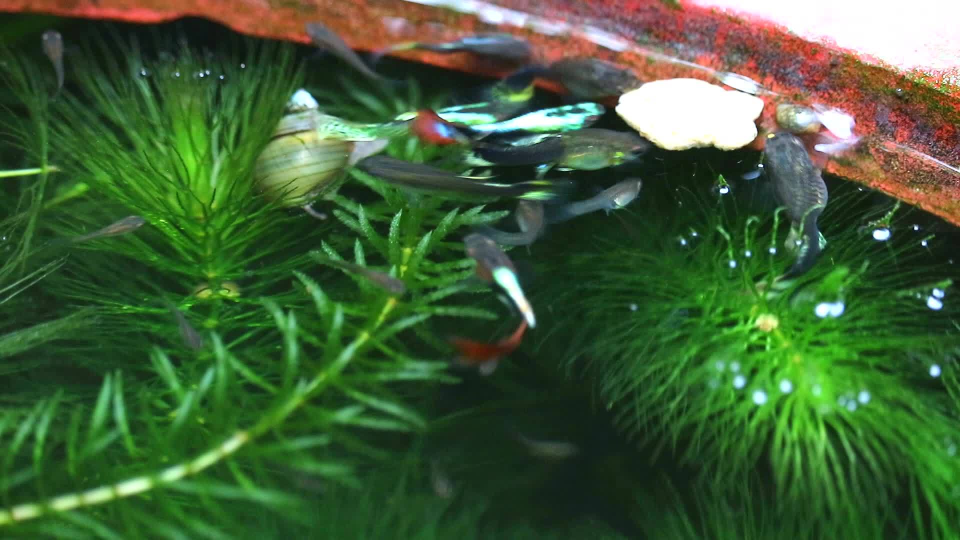 以水为食2在软藻中寻找食物和饮食注意水上食物视频的预览图