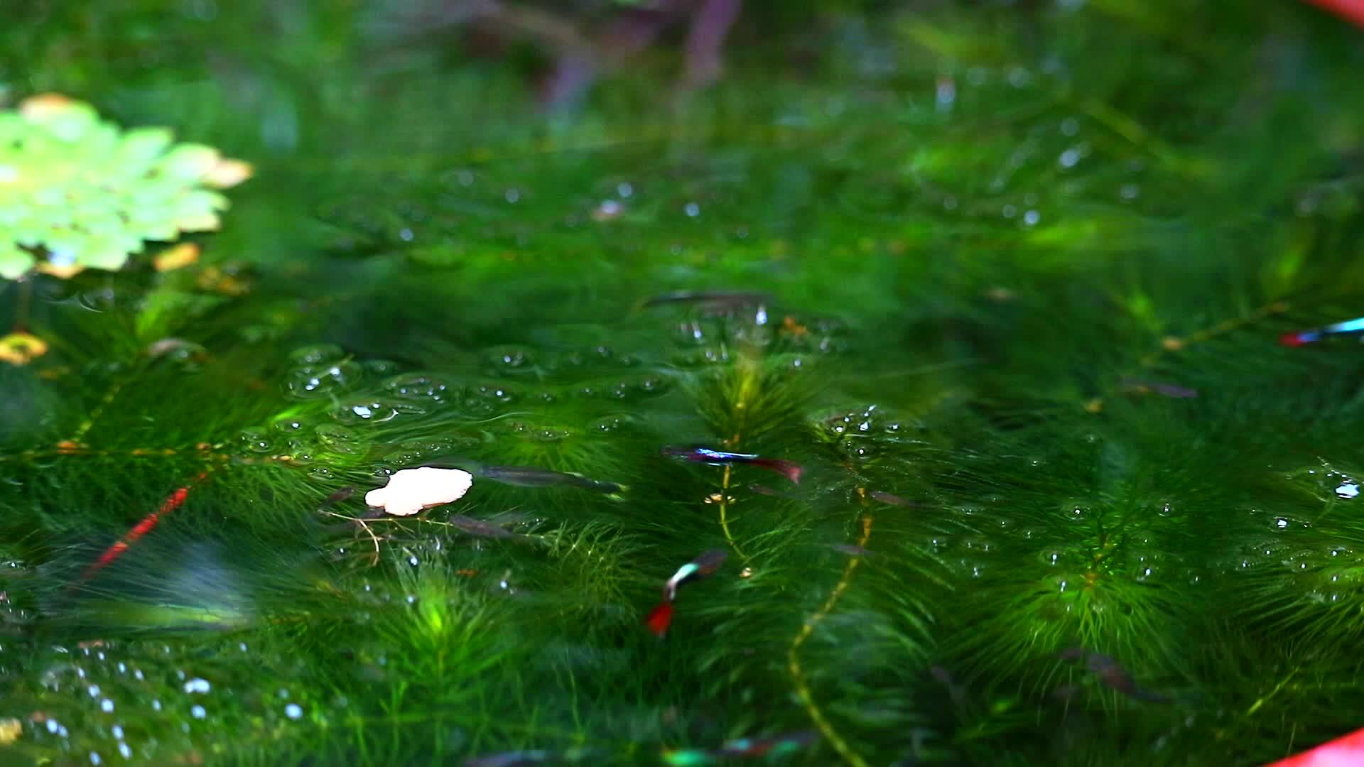以绿色水合金为焦点的水面鳄鱼1视频的预览图