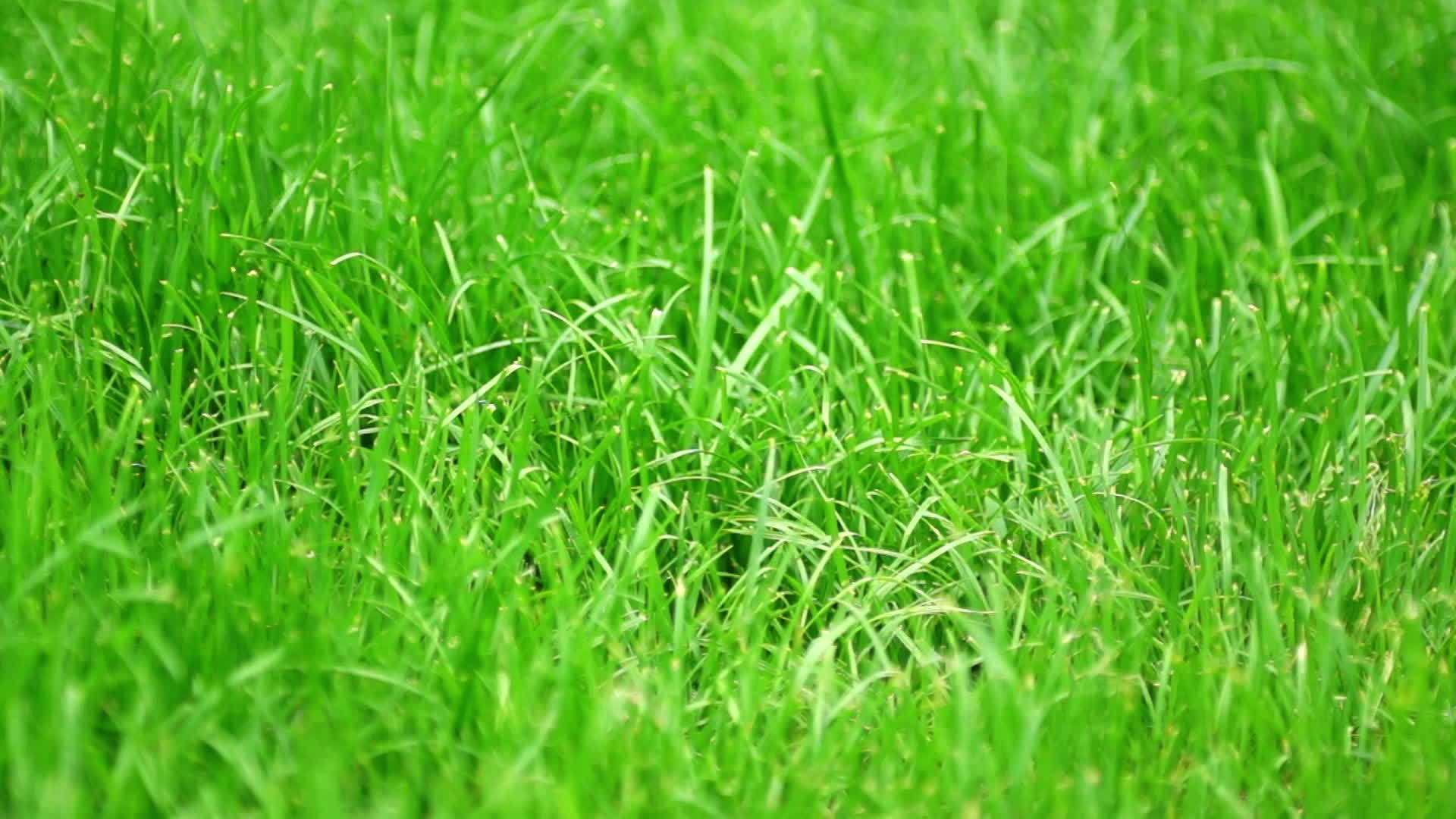 绿绿草视频的预览图