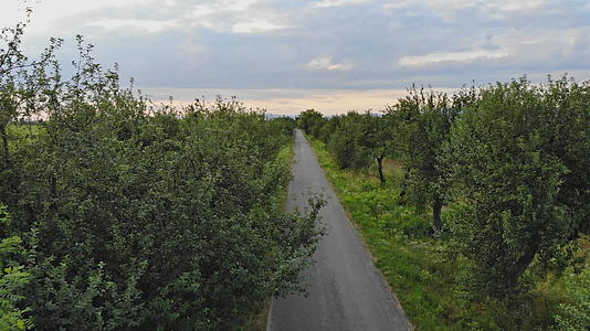树木之间的自然景观环绕着田野穿过具有当地意义的沥青路视频的预览图