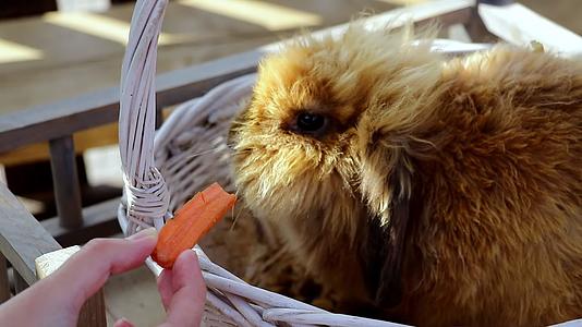 一只漂亮的兔子在篮子里吃胡萝卜视频的预览图