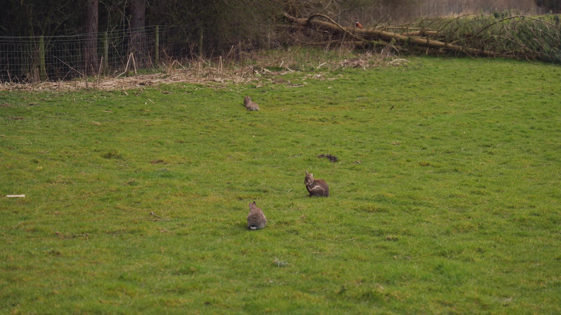 一些野兔在露天视频的预览图
