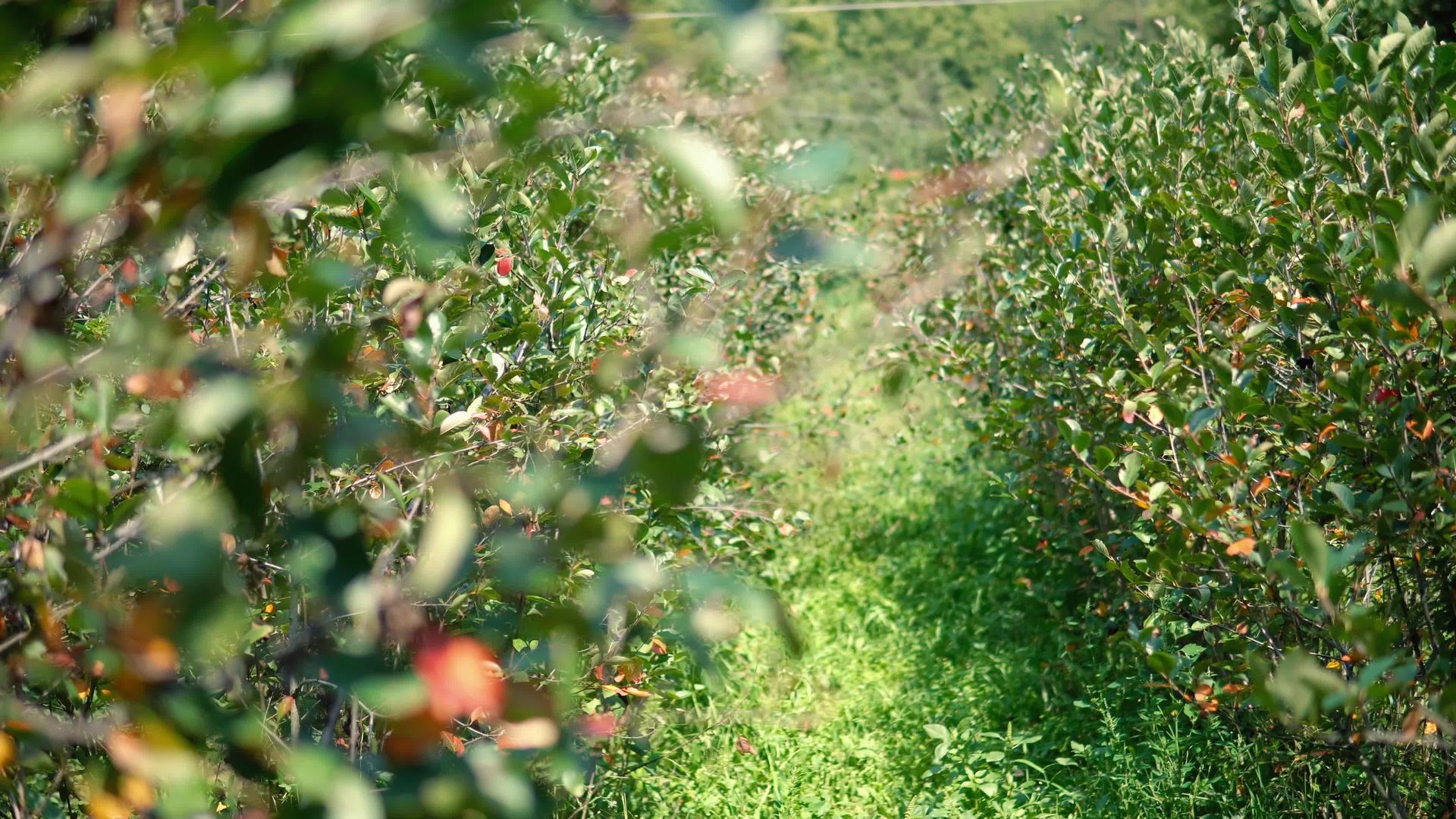 种植在一排农业视频的预览图
