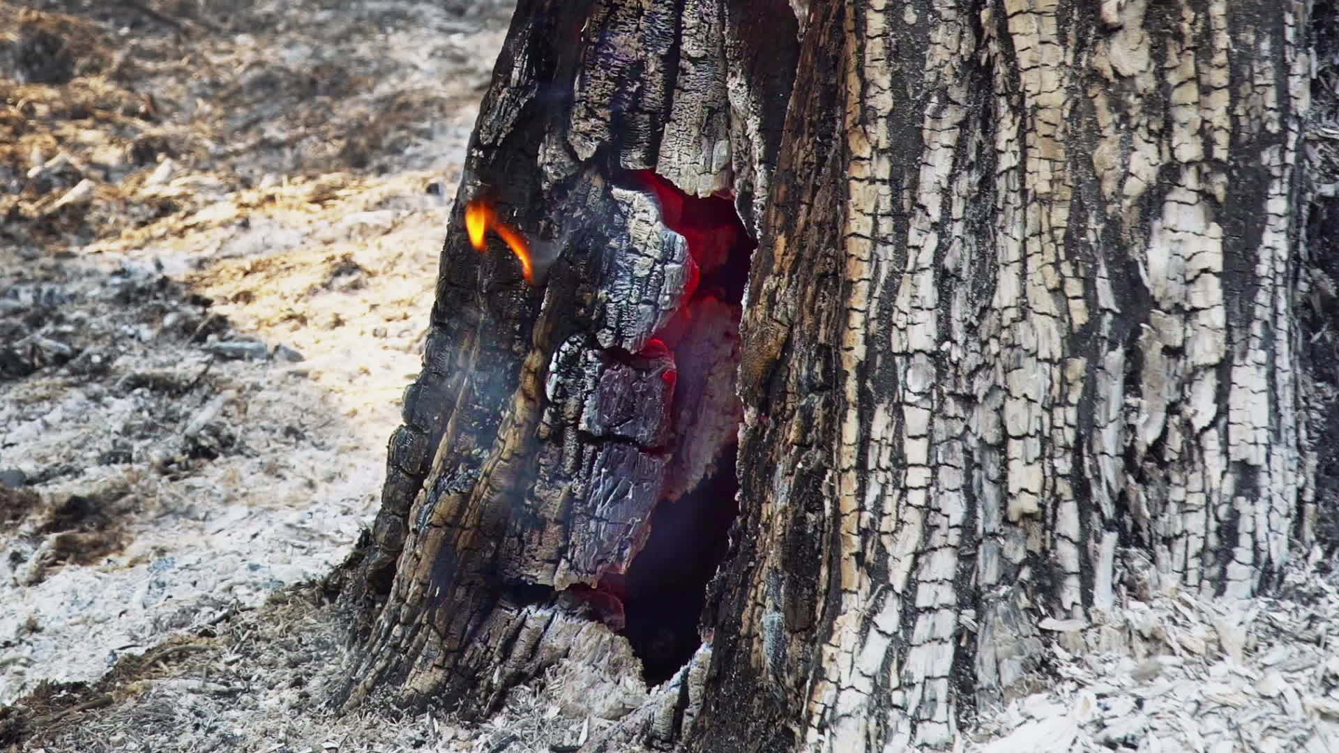 雨林火灾是由人类引起的视频的预览图
