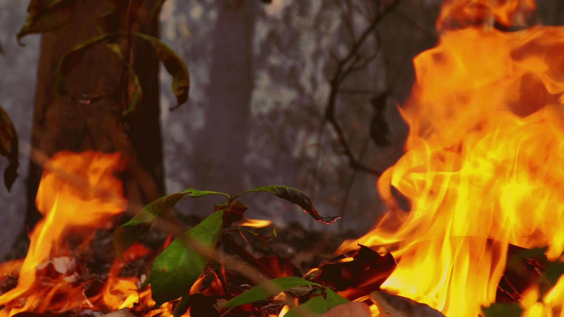 森林火灾是由人类引起的视频的预览图