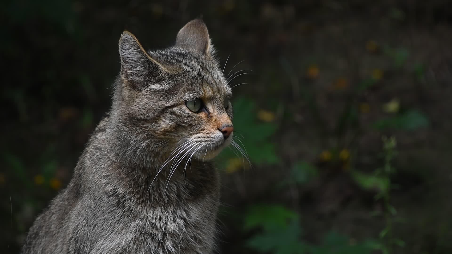 关闭欧洲野猫肖像视频的预览图