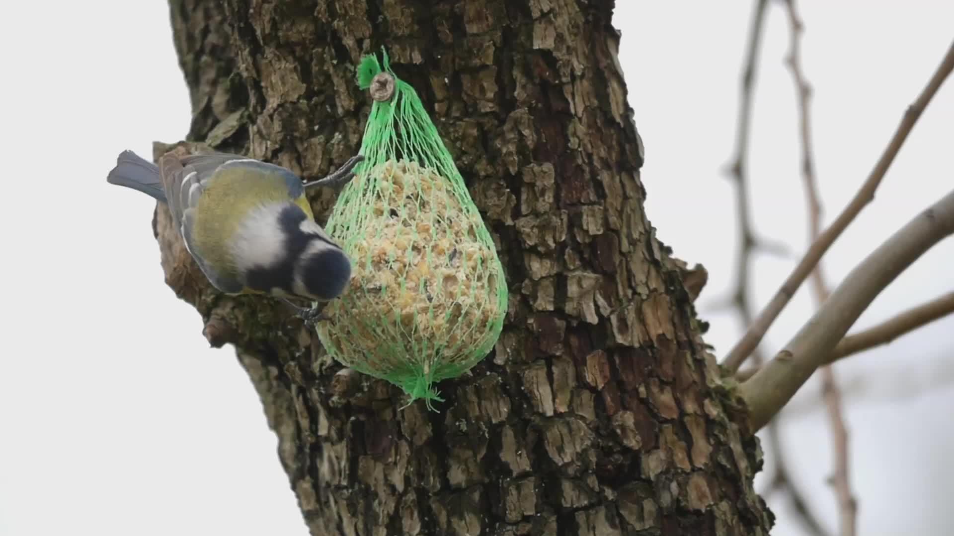 冬天鸟吃鸟的蓝奶视频的预览图