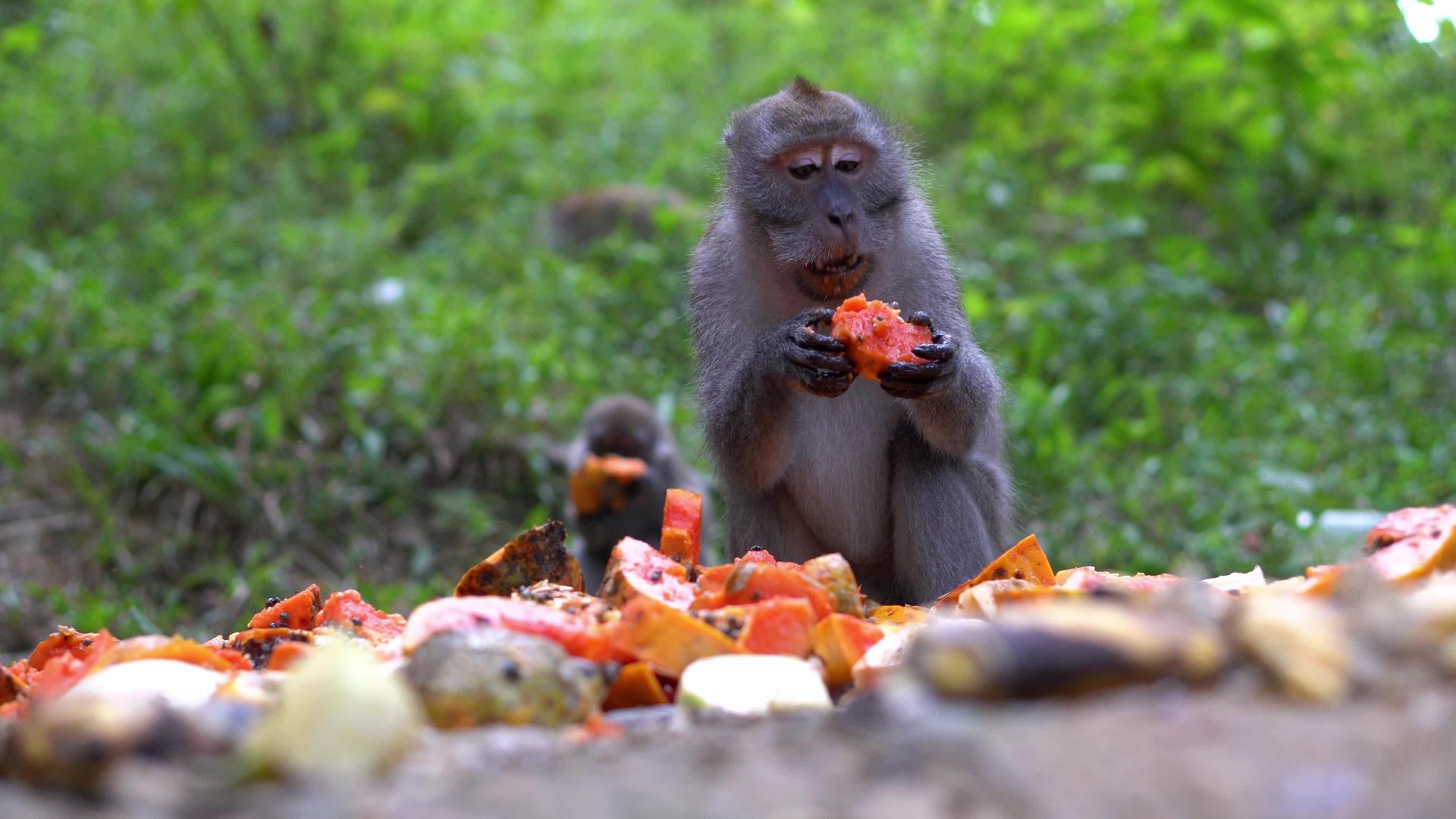 坐在地上吃水果的猴子视频的预览图